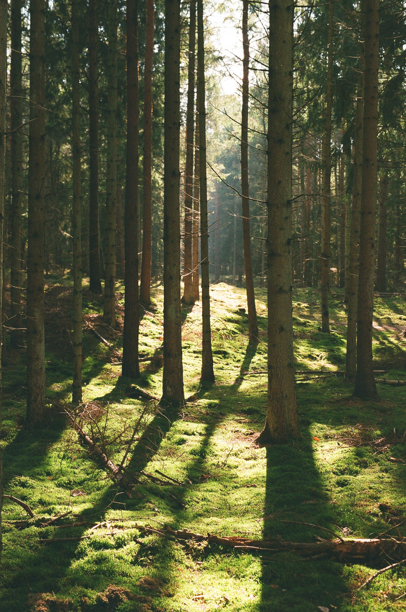 A sunlit pine forest